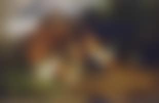 Rooster and hens in a barnyard (preview)