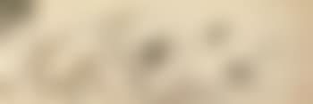 Birds and flowers (preview)