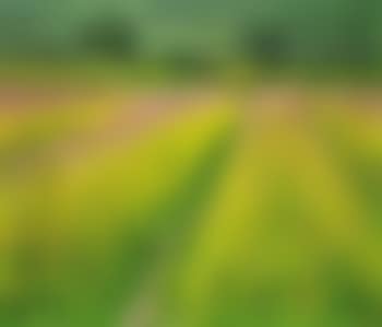 Cornfield in bloom (preview)