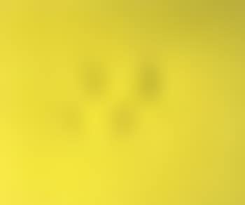 Yellow flexion (preview)