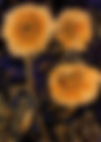 Three sunflowers (preview)