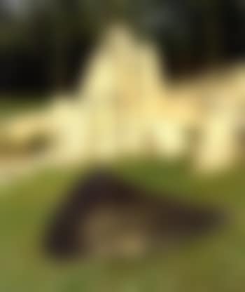 Sein (preview)