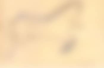 Caballo (preview)