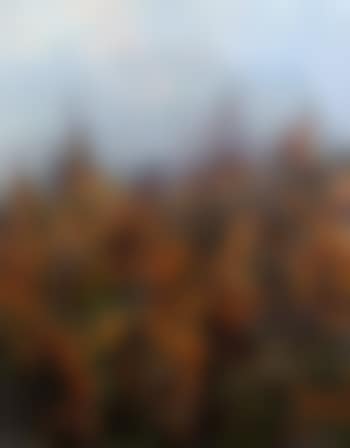 Stranddorn (preview)
