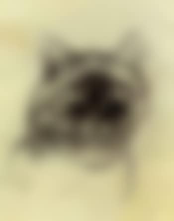 Cat (preview)