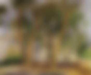 Landscape with olive trees in Capo di Sorrento (preview)