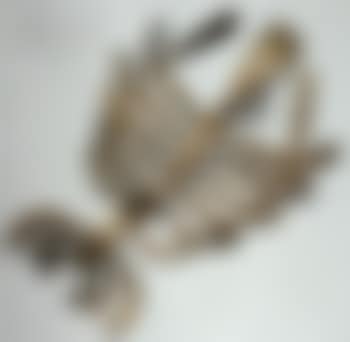 Early bug (preview)