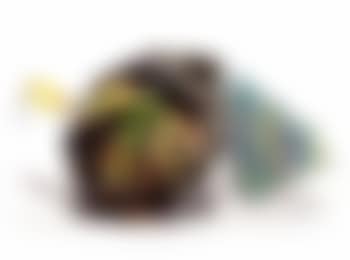 Anthony's trollop (preview)
