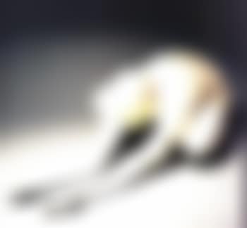 Untitled (preview)