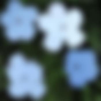 Flowers (preview)