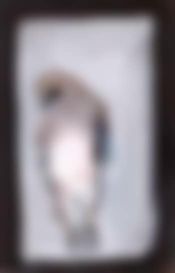 Jay (preview)
