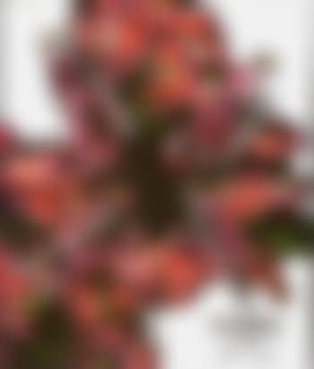 Going (preview)