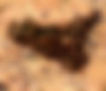 Twenty-two sicilians (preview)