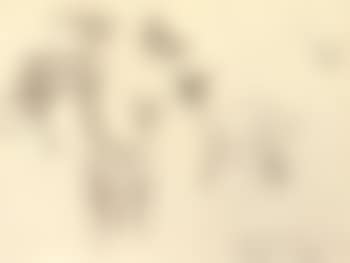 Deers, study (preview)