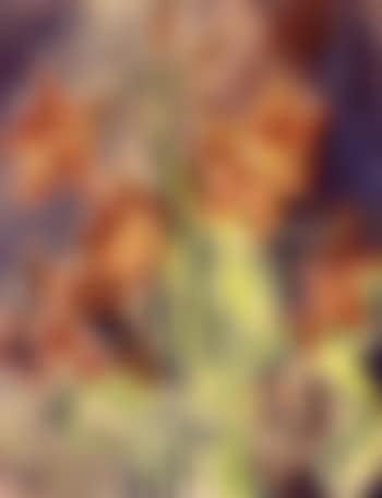 Lilies (preview)