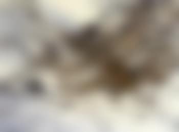 Woodcock in the snow (preview)
