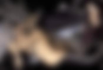 Grand sirene (preview)