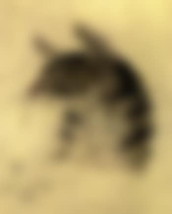 Le chat (preview)
