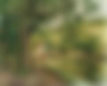 Paysage (preview)