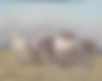 Horses (preview)