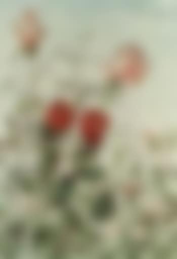 Roses (preview)