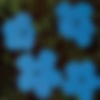 Flowers (preview)