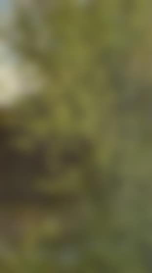 Study of trees (preview)