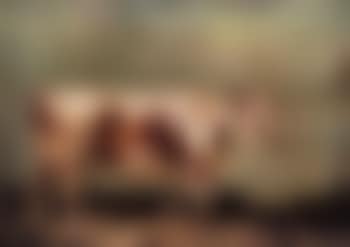 Portrait of a longhorn cow (preview)
