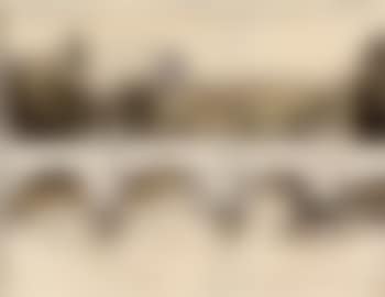 The Pont Neuf, wrapped (preview)