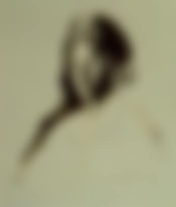 A portrait of Dolores, head and shoulders (preview)