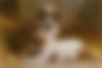Sweet pups (preview)