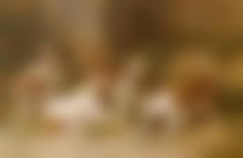 Saint Bernard puppies playing with Indian cress (preview)