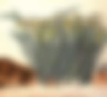 Narcissus (preview)