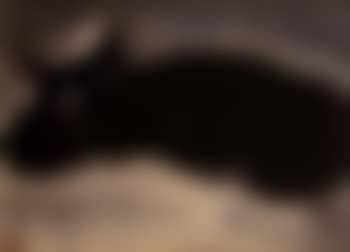 Black cat (preview)