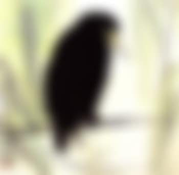 Lone bird (preview)
