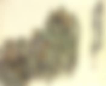 Narcissus (preview)