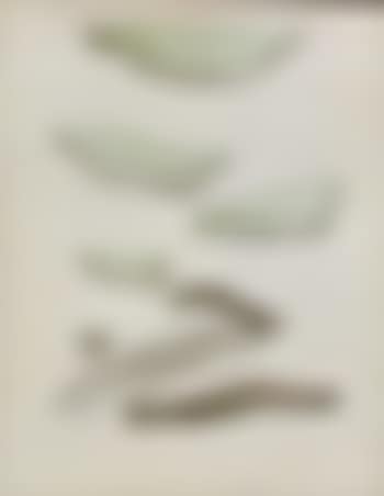 Grune wolken (preview)