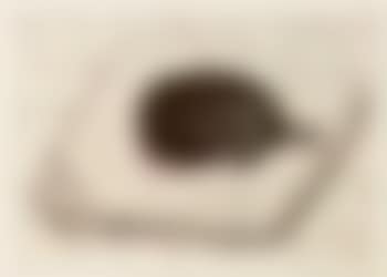 Dog wall (preview)