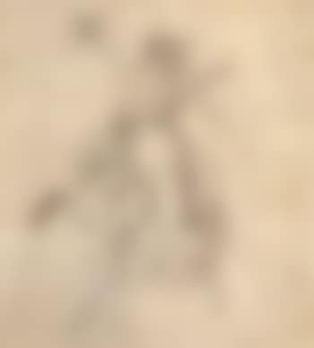 Bacchantin (preview)