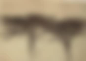Study of two cedars of Lebanon (preview)