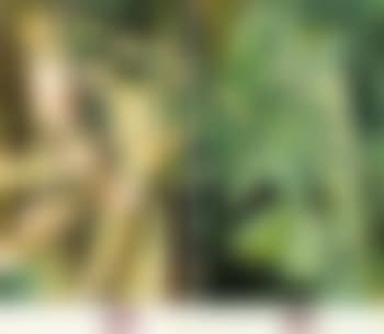 Mariee (preview)
