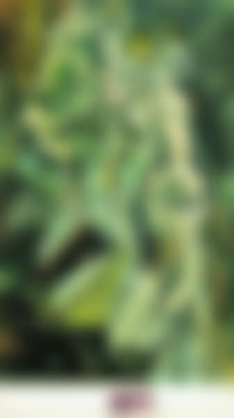 Nu descendant un escalier (preview)