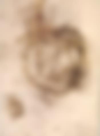 Spider web (preview)