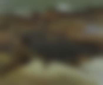 Tidal pool, Carmel (preview)
