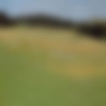 Meadow with goldfinches (preview)