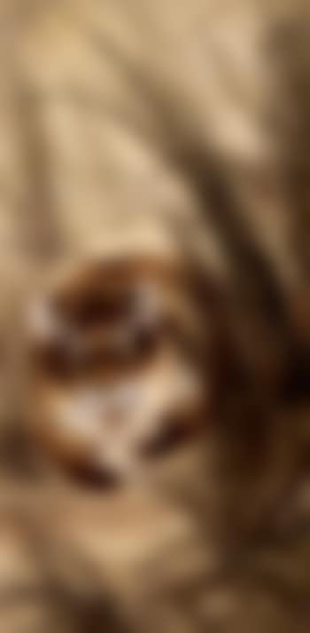 Crouching tiger (preview)
