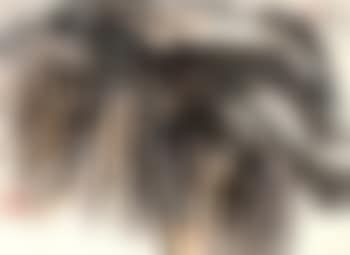 Landscapes (preview)