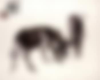 Two donkeys (preview)