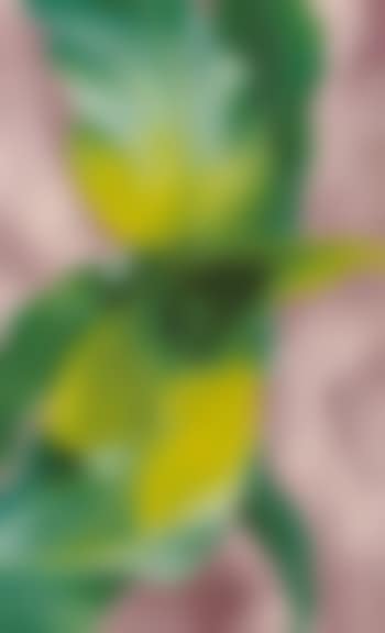 Corn no.III (preview)