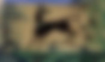 Le chien (preview)